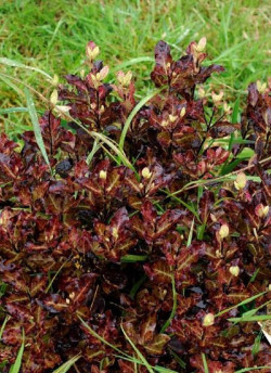 PITTOSPORUM tenuifolium TOM THUMB