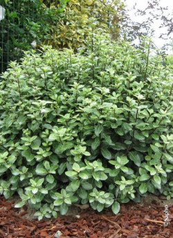 PITTOSPORUM tenuifolium GOLF BALL