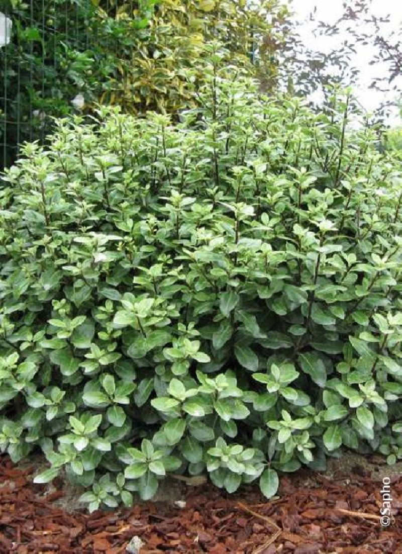 PITTOSPORUM tenuifolium GOLF BALL