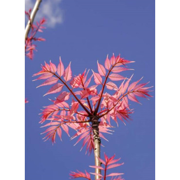 CEDRELA sinensis FLAMINGO