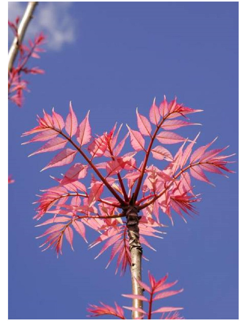 CEDRELA sinensis FLAMINGO