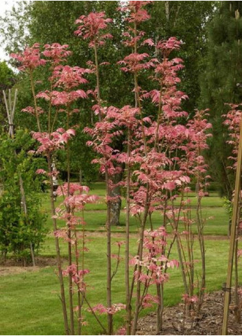 CEDRELA sinensis FLAMINGO