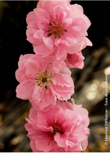 PRUNUS persica TAOFLORA PINK