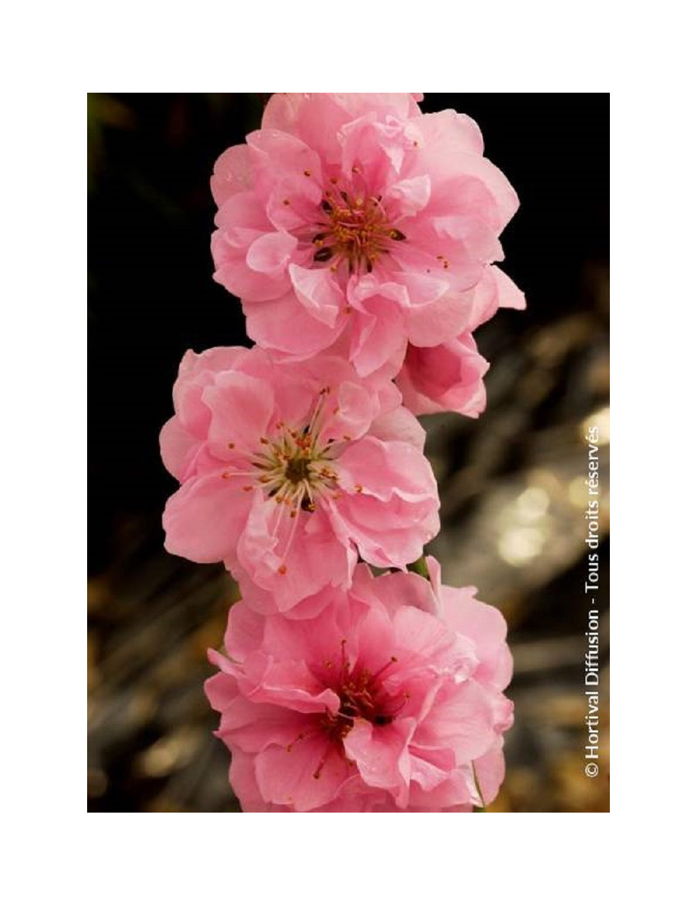 PRUNUS persica TAOFLORA PINK