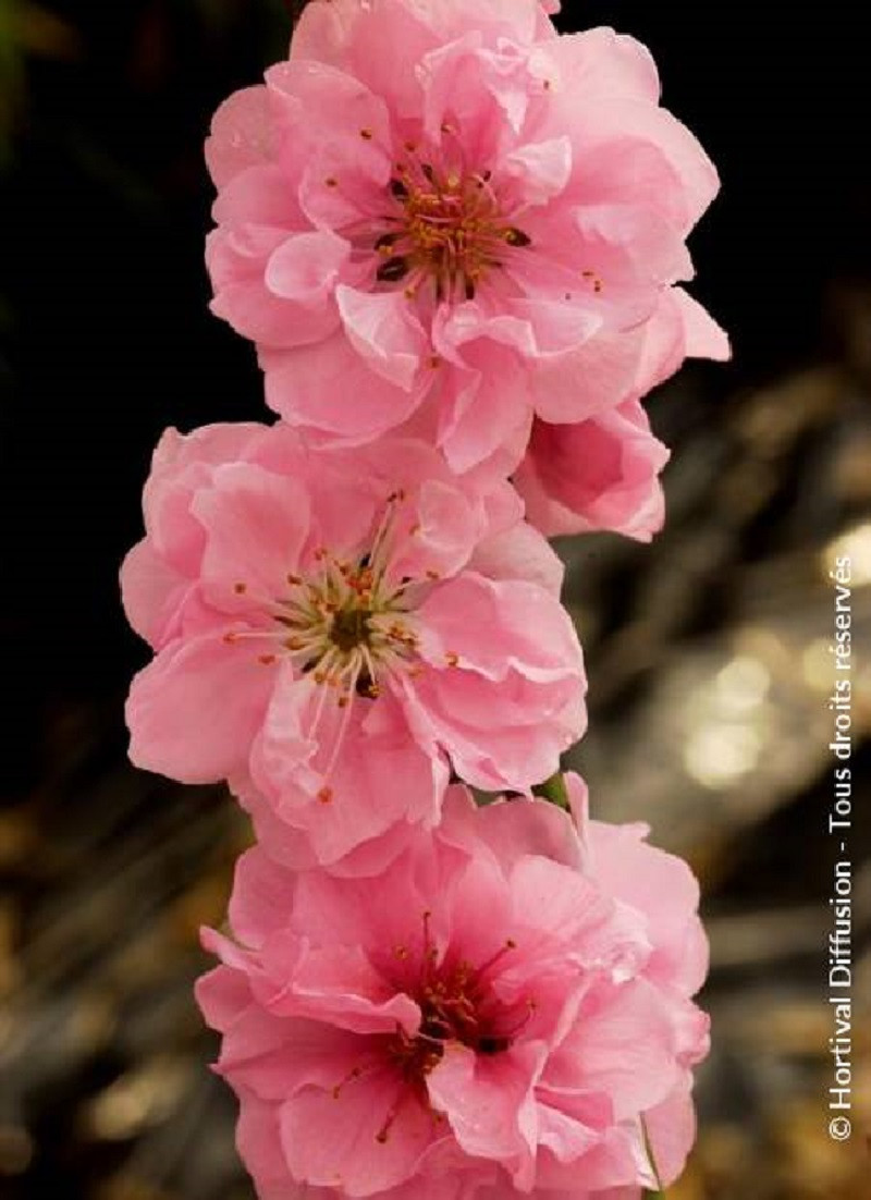 PRUNUS persica TAOFLORA PINK