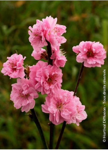 PRUNUS persica TAOFLORA PINK