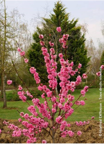 PRUNUS persica TAOFLORA PINK