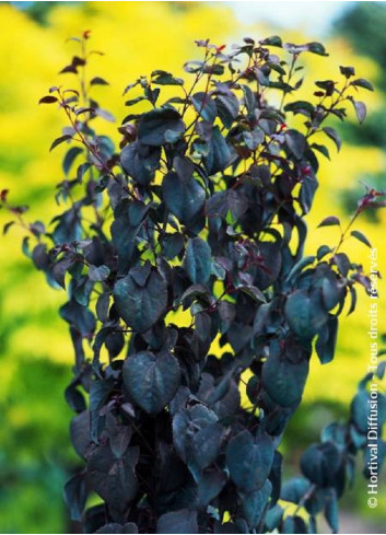 CERCIDIPHYLLUM japonicum ROTFUCHS