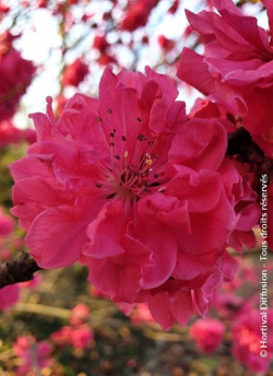 PRUNUS persica TAOFLORA RED