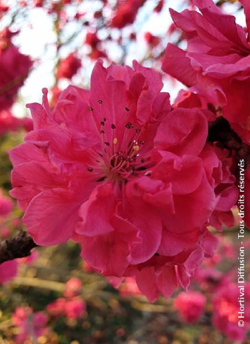 PRUNUS persica TAOFLORA RED
