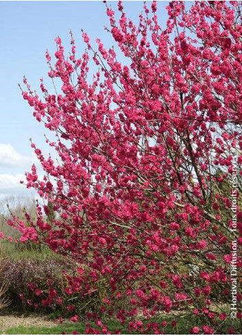 PRUNUS persica TAOFLORA RED