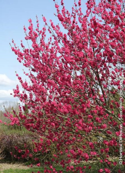 PRUNUS persica TAOFLORA RED