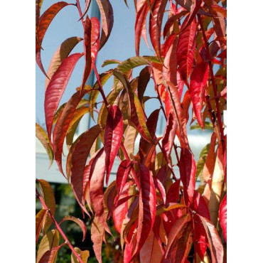 PRUNUS persica TAOFLORA RED