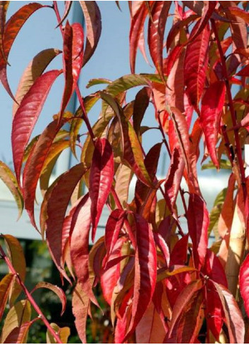 PRUNUS persica TAOFLORA RED