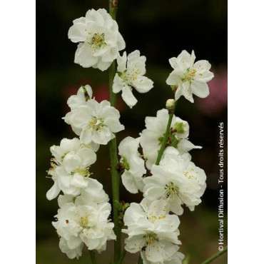 PRUNUS persica TAOFLORA WHITE