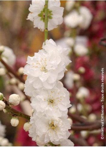 PRUNUS persica TAOFLORA WHITE