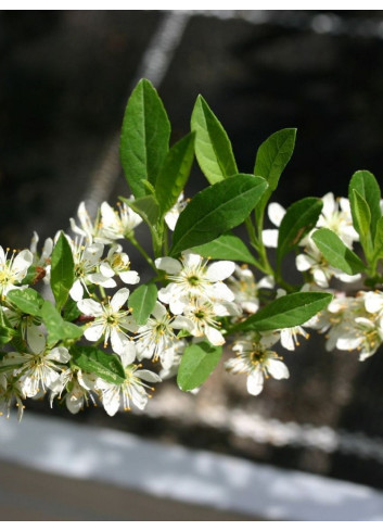 PRUNUS pumila DEPRESSA