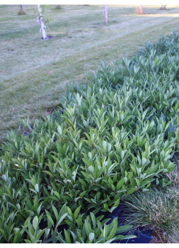 PRUNUS pumila DEPRESSA
