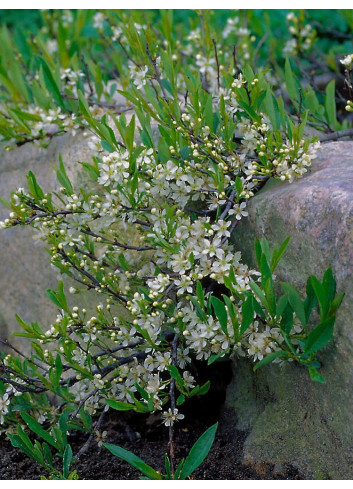 PRUNUS pumila DEPRESSA