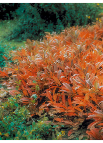 PRUNUS pumila DEPRESSA