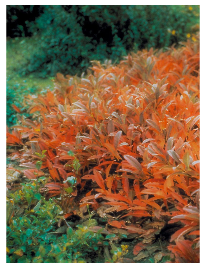 PRUNUS pumila DEPRESSA PRUNUS pumila DEPRESSA