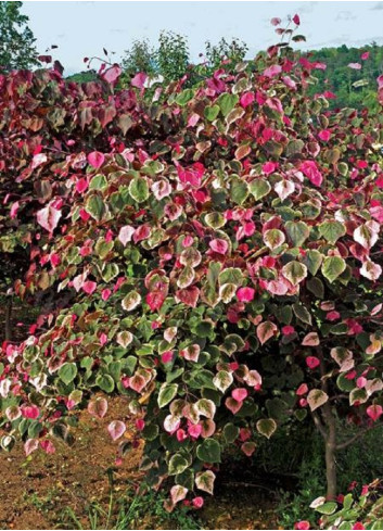 CERCIS canadensis CAROLINA SWEETHEART