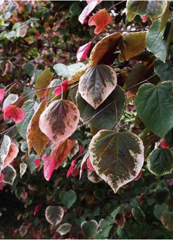 CERCIS canadensis CAROLINA SWEETHEART