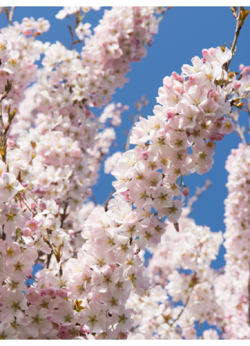 PRUNUS pandora