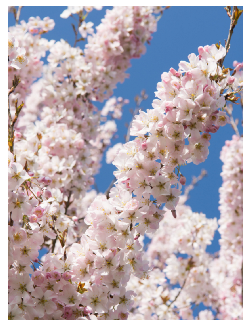 PRUNUS pandora