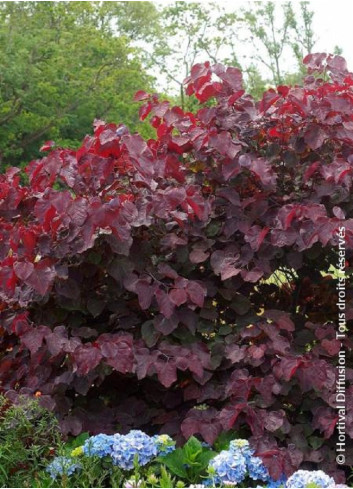 CERCIS canadensis FOREST PANSY