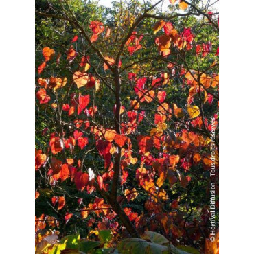 CERCIS canadensis FOREST PANSY