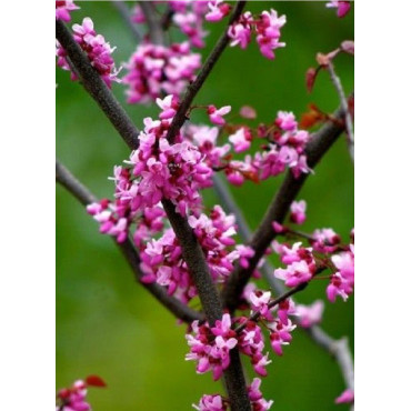 CERCIS canadensis FOREST PANSY