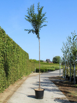 PRUNUS pandora En pot de 35-50 litres forme tige hauteur du tronc 180-200 cm