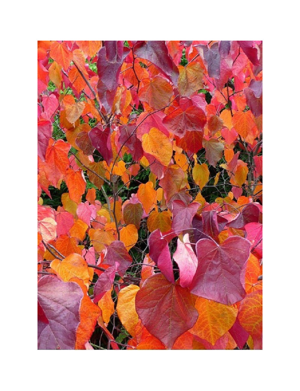 CERCIS canadensis FOREST PANSY