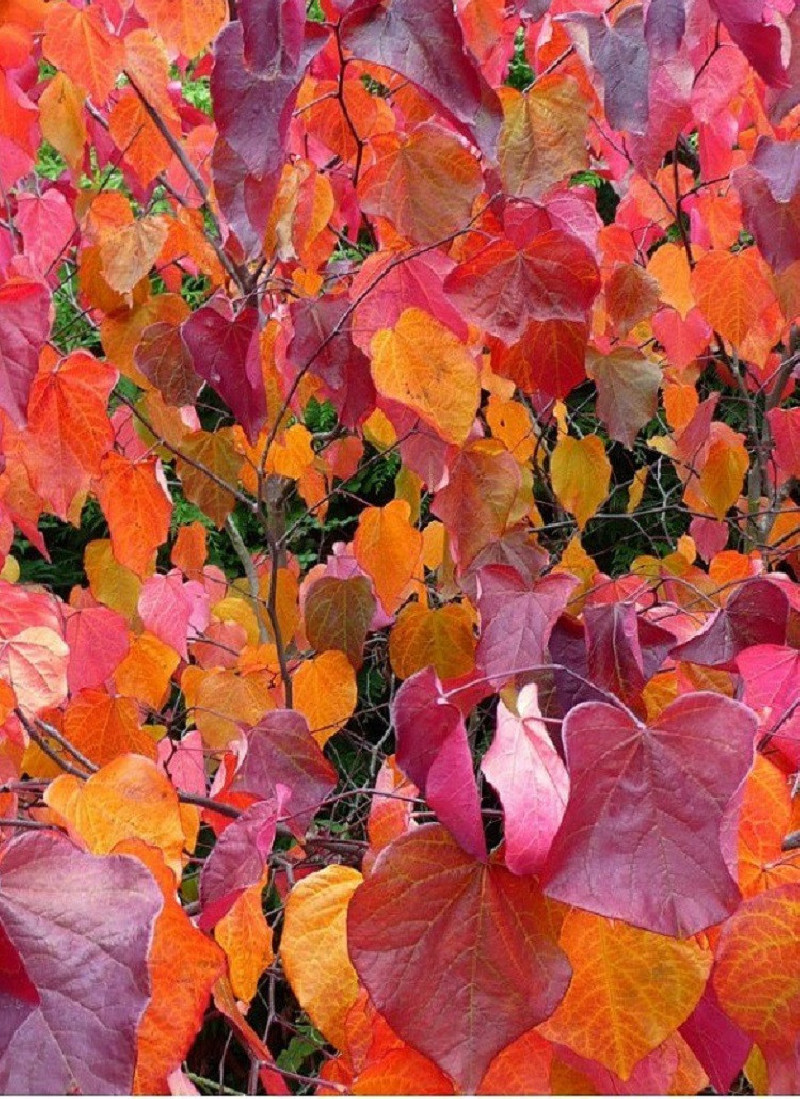 CERCIS canadensis FOREST PANSY