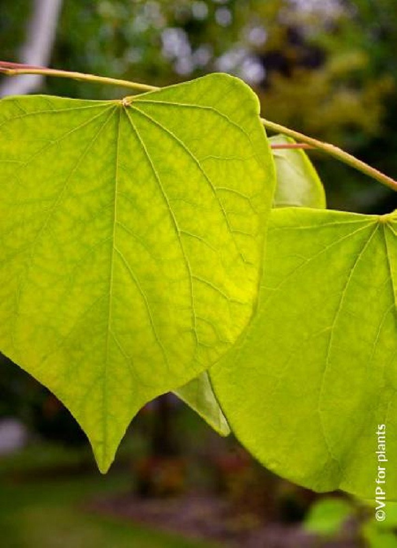 CERCIS canadensis HEARTS OF GOLD
