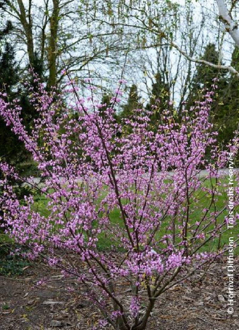 Gainier du Canada Syringa Cercis canadensis Gainier du Canada Syringa Cercis canadensis