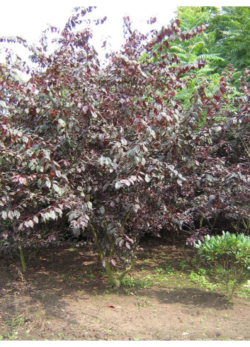 PRUNUS TRAILBLAZER