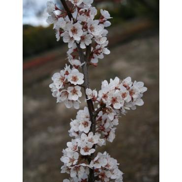 PRUNUS TRAILBLAZER