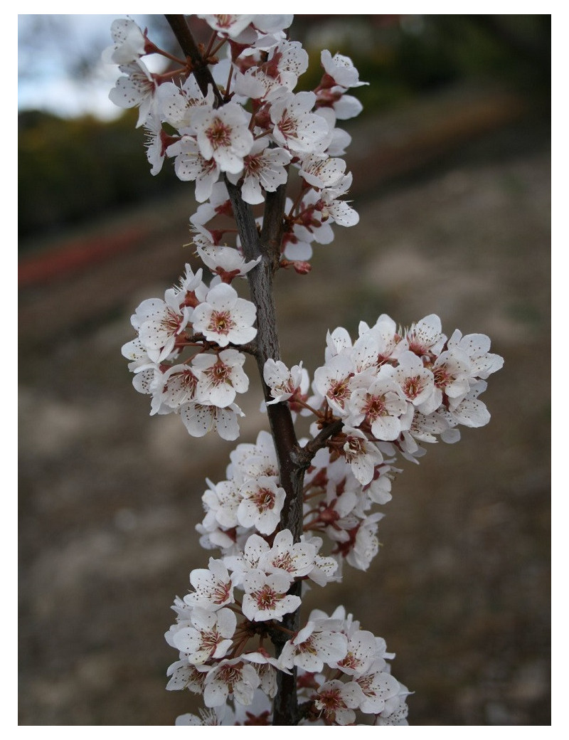 PRUNUS TRAILBLAZER