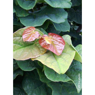 CERCIS canadensis LITTLE WOODY