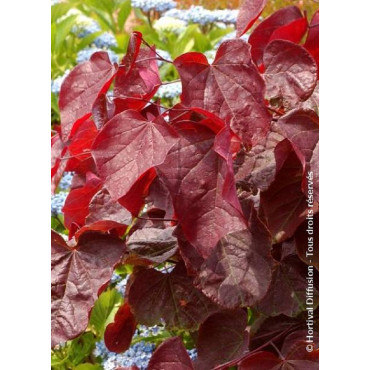 CERCIS canadensis RED FORCE