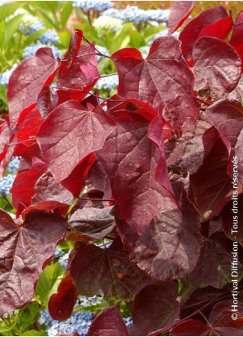 CERCIS canadensis RED FORCE