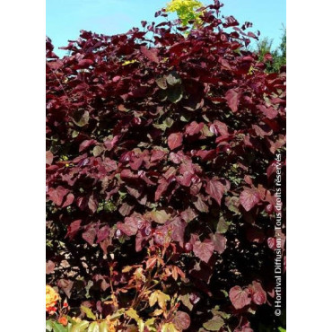 CERCIS canadensis RED FORCE