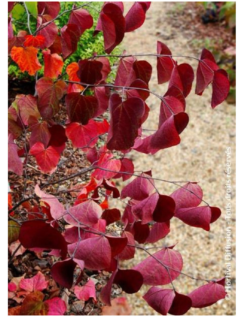 CERCIS canadensis RED FORCE