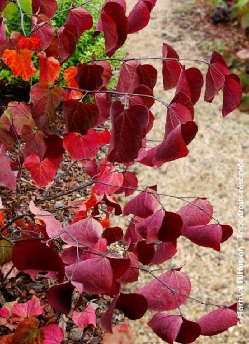 CERCIS canadensis RED FORCE