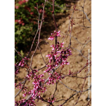 CERCIS canadensis RED FORCE