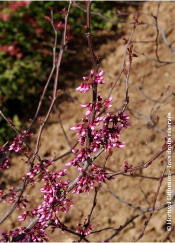 CERCIS canadensis RED FORCE