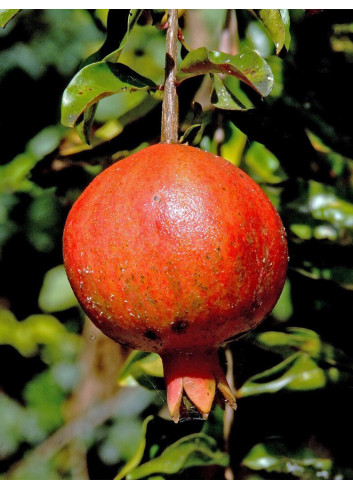 GRENADIER à fruits ACCO