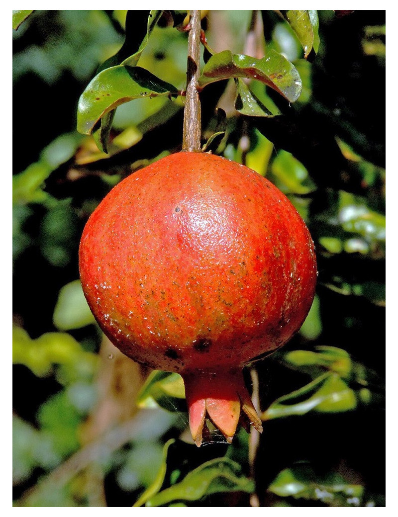 GRENADIER à fruits ACCO